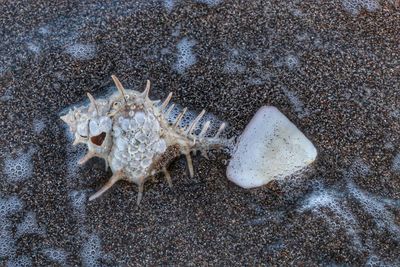 High angle view of starfish on beach