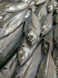 Full frame shot of fish for sale in market