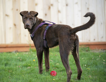 Portrait of dog standing on field