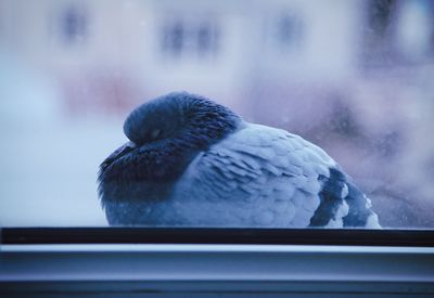 Close-up of bird on glass window