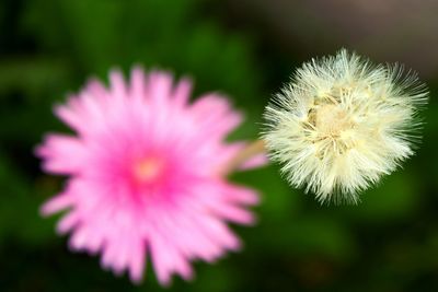 Close-up of flower blooming outdoors