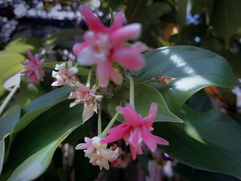 Close-up of pink flowers