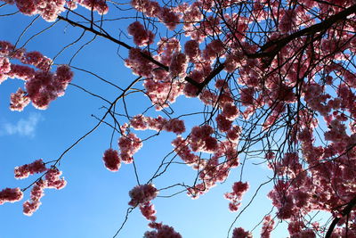 Low angle view of flowers blooming on tree against sky