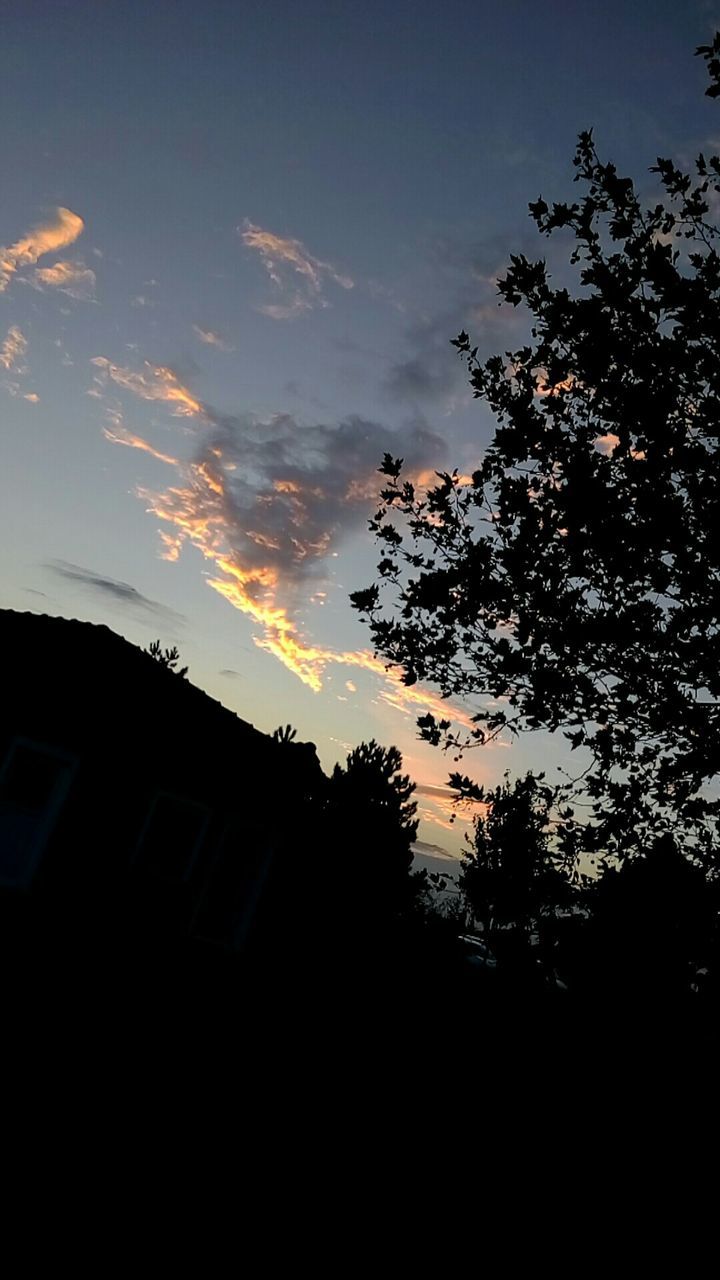 SILHOUETTE TREES AT SUNSET