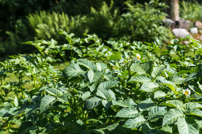 Potato plants with blossoms in a close-up in the garden