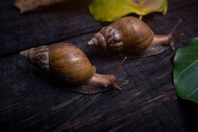 Close-up of snail on table