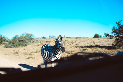 Zebra on road seen through car windshield