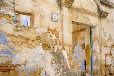 Cat on brick wall