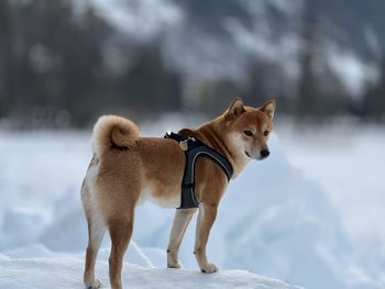 Dogs on snow shibainu