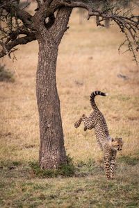 Young cheetah jumping from tree trunk