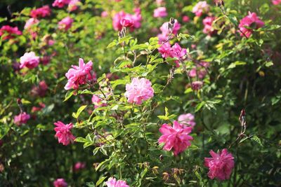 Close-up of pink flowering plants