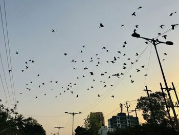 Low angle view of birds flying in sky