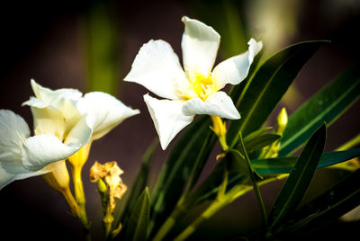 Close-up of white flowers blooming outdoors