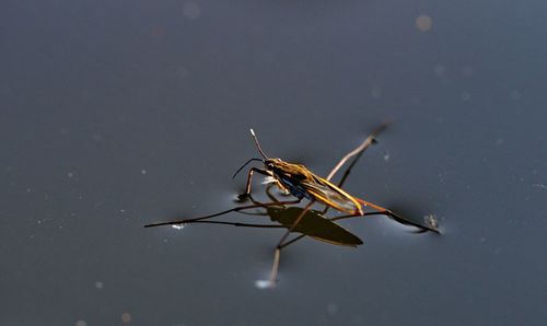 Close-up of water strider on pond