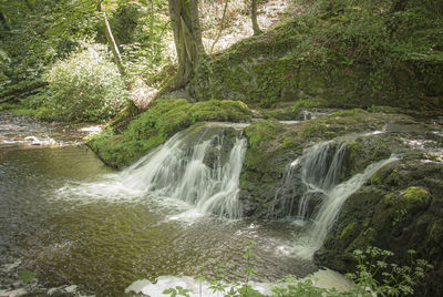 Scenic view of waterfall in forest