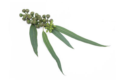 Close-up of fresh green plant against white background