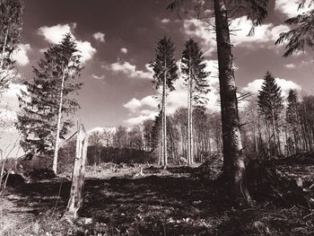 Trees in forest against sky