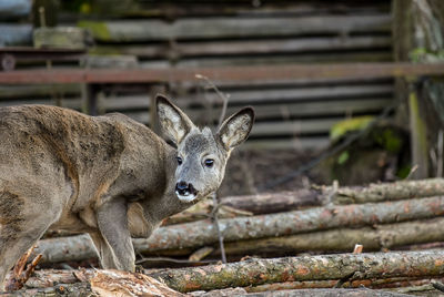 Portrait of deer