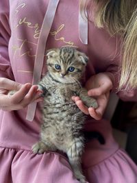 Scottish kitten