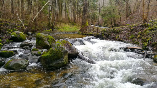 Stream flowing through rocks in forest