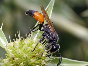 Close-up of insect on plant