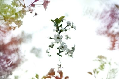 Close-up of flower on tree