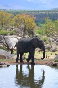 Elephant drinking water in lake