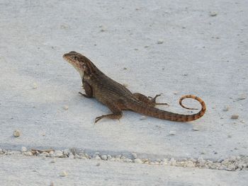 High angle view of lizard on sand