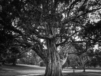 Trees in park