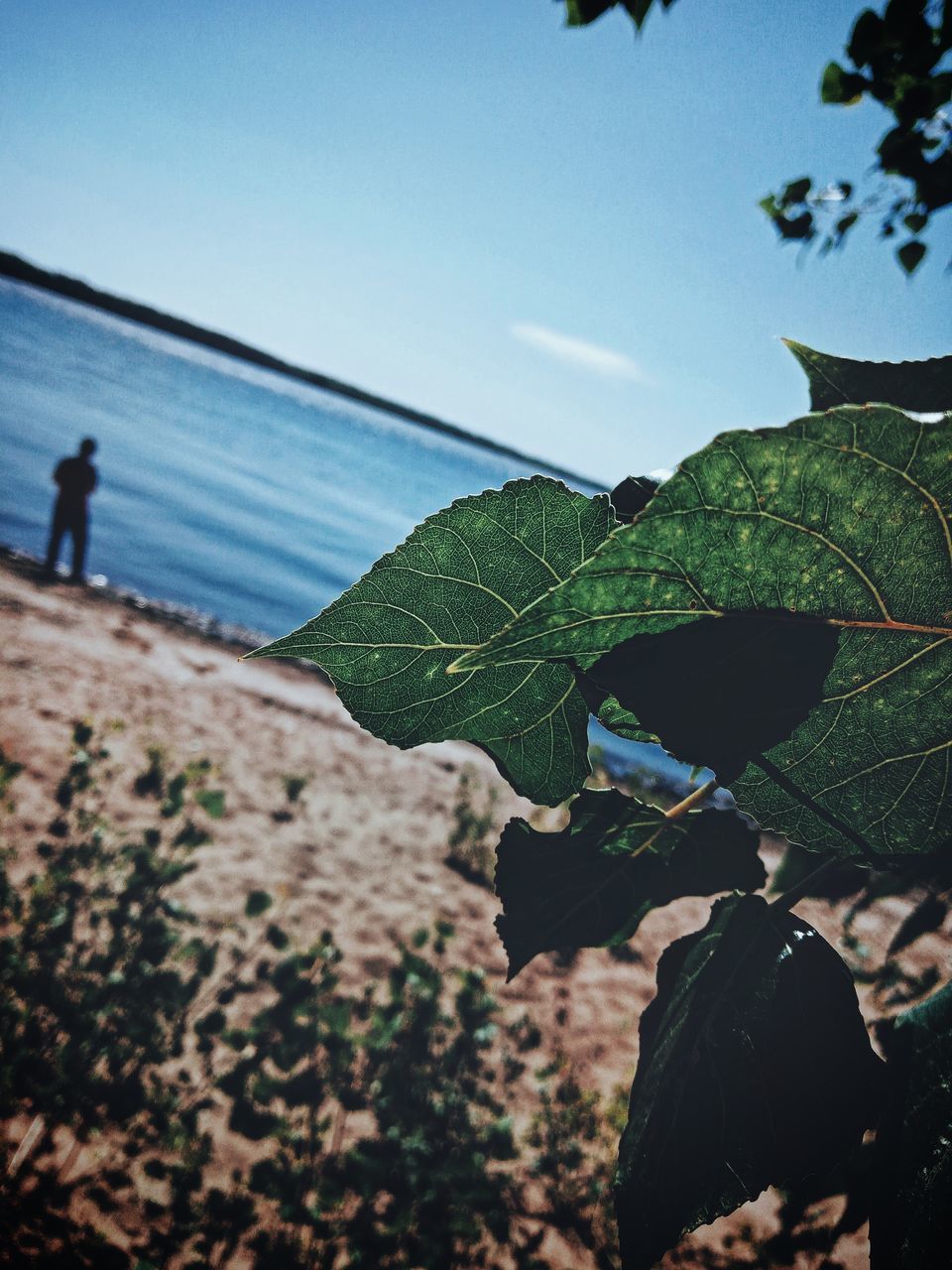 CLOSE-UP OF LEAVES ON BEACH