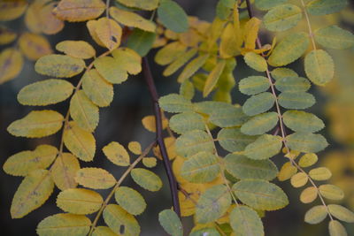 Close-up of fresh green leaves