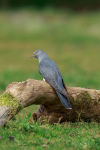 Bird perching on a field