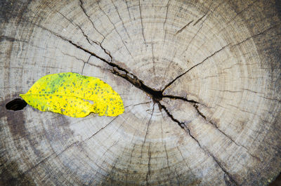 Close-up of tree stump