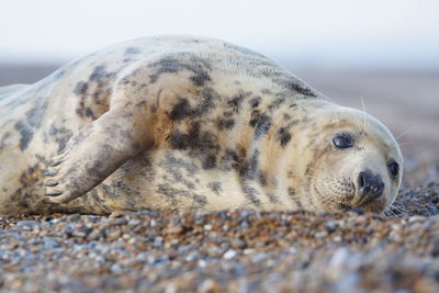 Close-up of an animal