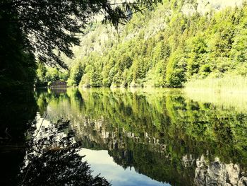 Scenic view of lake in forest