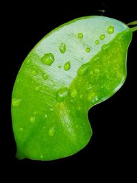 Close-up of wet leaf against black background