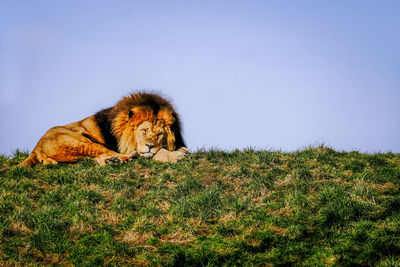 Lion relaxing on field 