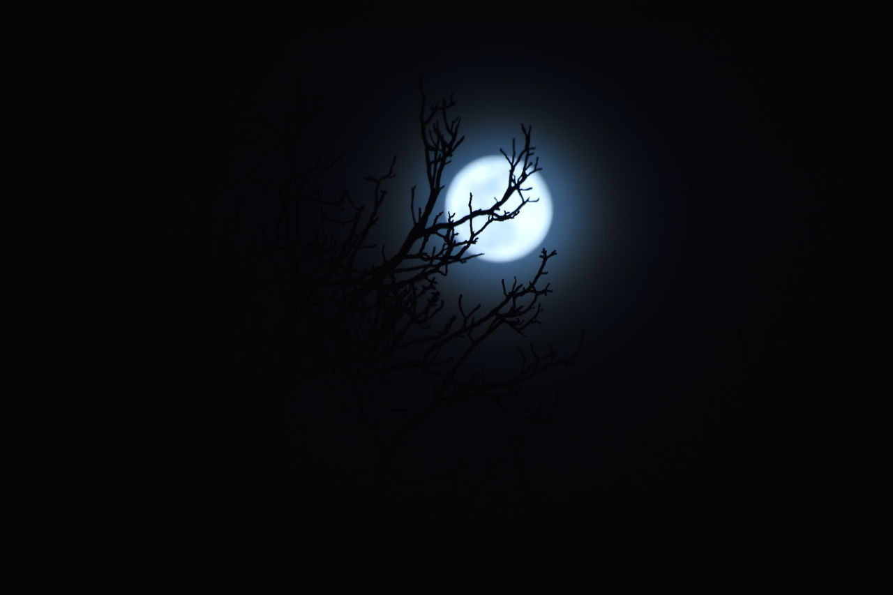 moon, moonlight, night, sky, silhouette, darkness, full moon, copy space, dark, tree, nature, beauty in nature, no people, bare tree, black and white, space, tranquility, scenics - nature, branch, astronomy, plant, low angle view, tranquil scene, outdoors, astronomical object, monochrome