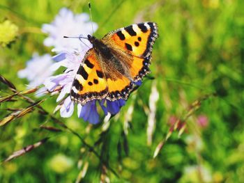 Close-up of butterfly on flower