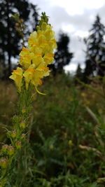 Close-up of yellow flowering plant on field