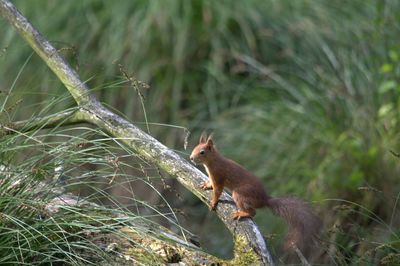 Squirrel on plant at forest