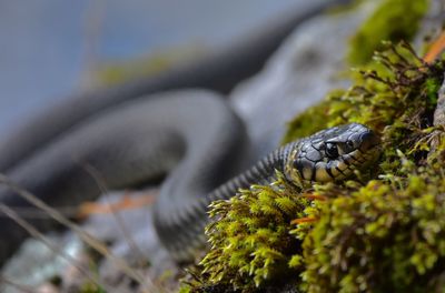 Close-up of lizard on plant