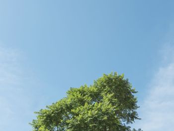 Low angle view of trees against blue sky