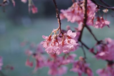 Close-up of pink cherry blossom