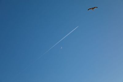 Low angle view of birds flying in sky