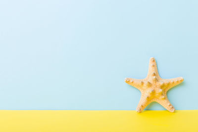 Close-up of starfish against blue background