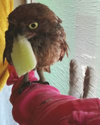 Close-up of girl holding toy