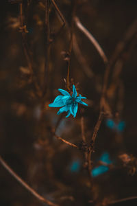 Close-up of blue flowering plant
