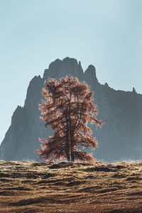 Lonely autum tree against clear blue sky with mountains in background. fall scenery in dolomites