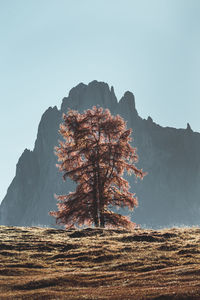Tree on field against sky